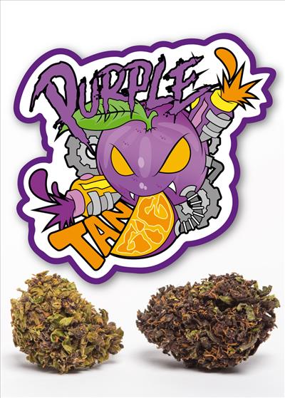 Purple tangie - cannabis light