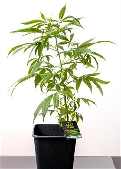 Orange cookies mac - clone ornamentale