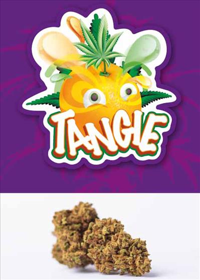 Tangie - cannabis light