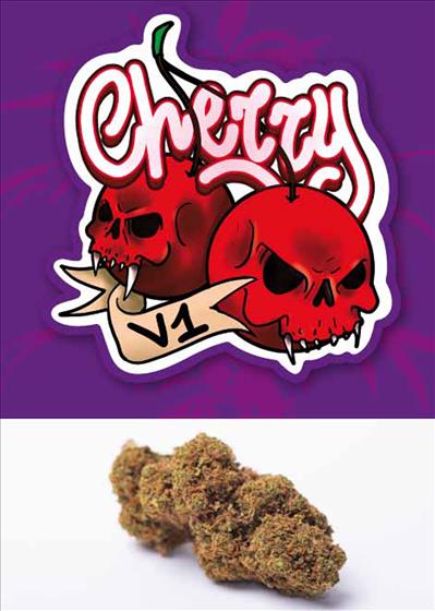 Cherry v1 - cannabis light - greenhouse