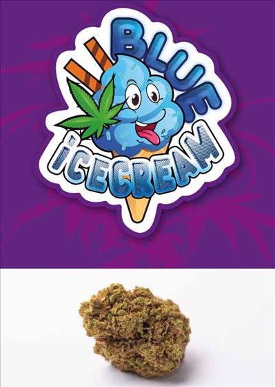 Blue ice cream - cannabis light