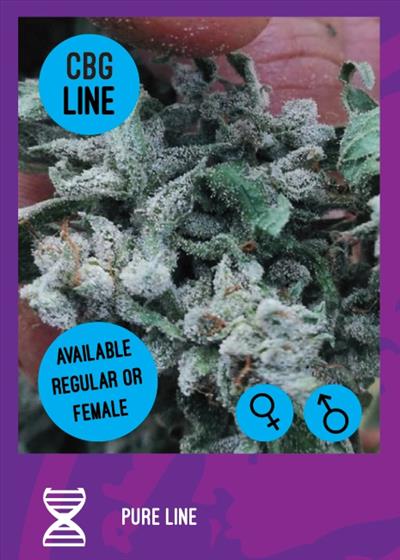 Pure cbg line feminized
