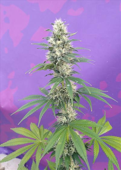 Mangie seeds novità!